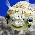 Uporabniški avatar